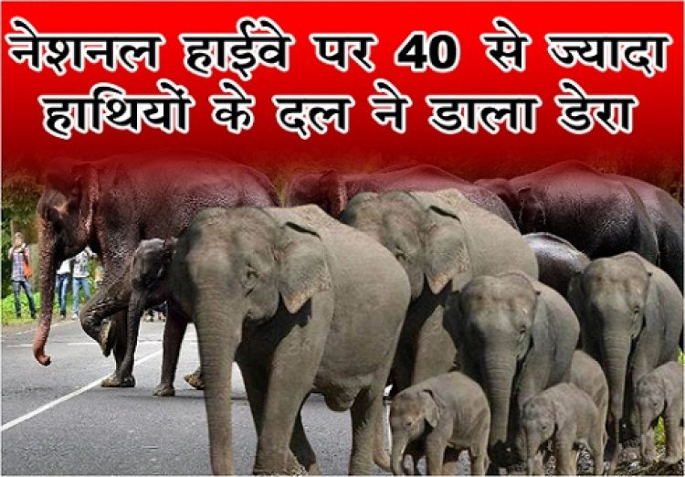 CG NEWS : नेशनल हाईवे पर 40 से ज्यादा हाथियों के दल ने डाला डेरा...