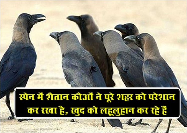 स्पेन में शैतान कौओं ने पूरे शहर को परेशान कर रखा है, खुद को लहूलुहान कर रहे हैं