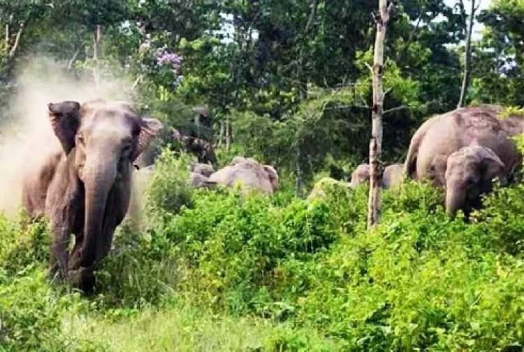 CG News : कटघोरा में हाथियों का आतंक जारी, लोगों में दहशत व्याप्त