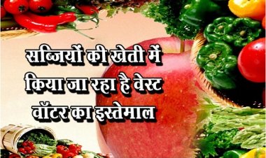 Health News : सब्जियों की खेती में किया जा रहा है वेस्ट वॉटर का इस्तेमाल