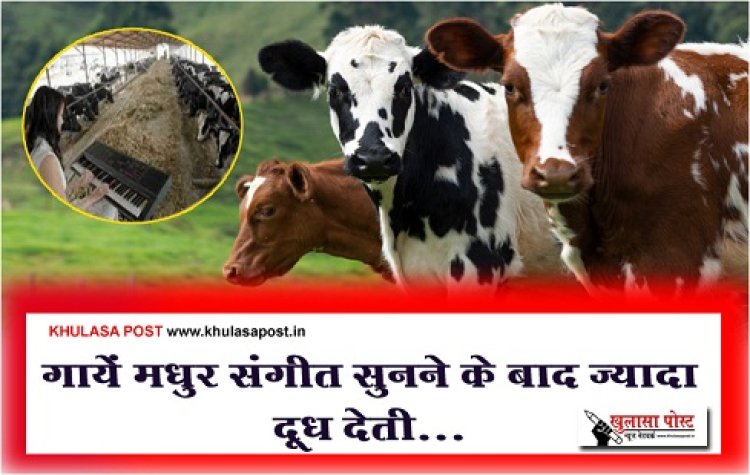 New Experiment : गायें मधुर संगीत सुनने के बाद ज्यादा दूध देती...