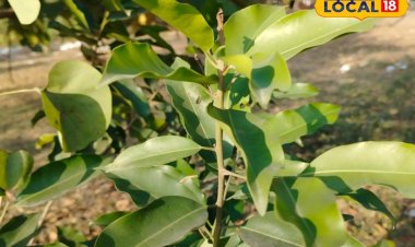 बीमारियों के काल हैं यह फल और पौधे, लिवर इंफेक्शन समेत कई रोगों में रामबाण