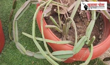 बंद होगी कड़कड़ाहट.. कमजोर हड्डी में फूंक देगा जान, प्लास्टर ऑफ पेरिस जैसा असर