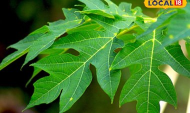 फल तो फल, इस पौधे की पत्तियां भी संजीवनी से कम नहीं, जानें कैसे करें सेवन?