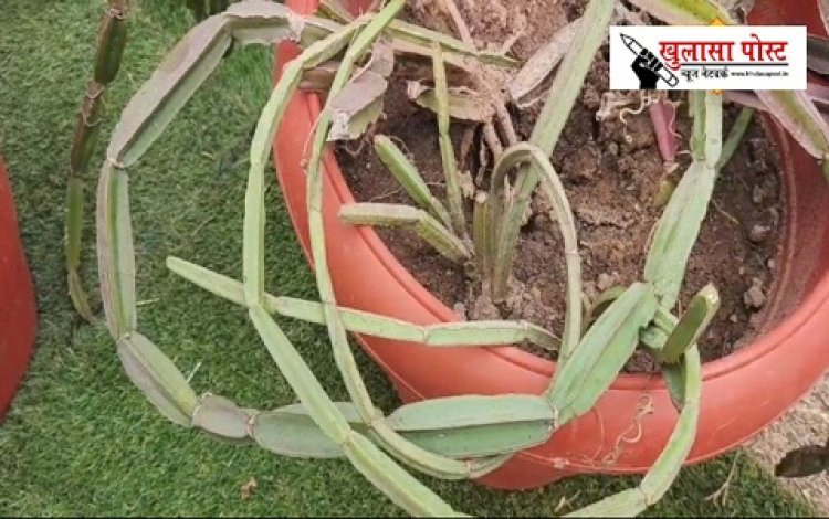 बंद होगी कड़कड़ाहट.. कमजोर हड्डी में फूंक देगा जान, प्लास्टर ऑफ पेरिस जैसा असर