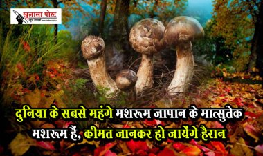 दुनिया के सबसे महंगे मशरूम जापान के मात्सुतेक मशरूम हैं, कीमत जानकर हो जायेंगे हैरान