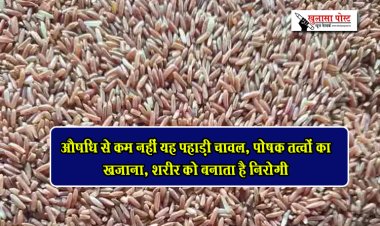 औषधि से कम नहीं यह पहाड़ी चावल, पोषक तत्वों का खजाना, शरीर को बनाता है निरोगी