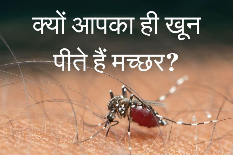 क्‍या आपको ही ज्‍यादा काटते हैं मच्‍छर? आख‍िर क्‍यों हैं वो आपके खून के प्‍यास
