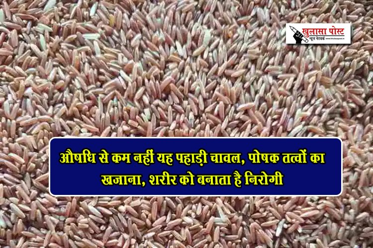 औषधि से कम नहीं यह पहाड़ी चावल, पोषक तत्वों का खजाना, शरीर को बनाता है निरोगी