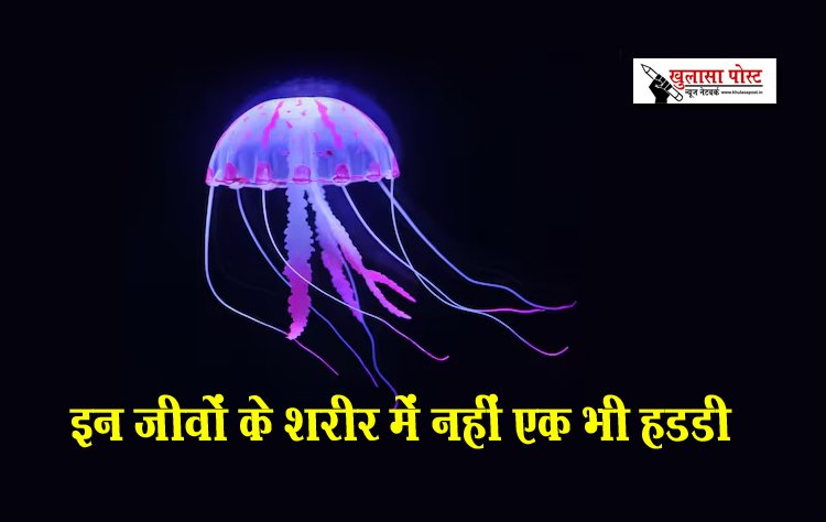 इन जीवों के शरीर में नहीं एक भी हडडी