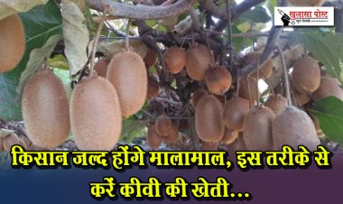 किसान जल्द होंगे मालामाल, इस तरीके से करें कीवी की खेती...