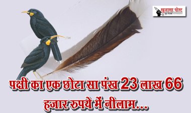 पक्षी का एक छोटा सा पंख 23 लाख 66 हजार रुपये में नीलाम...