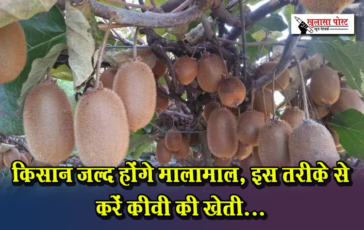 किसान जल्द होंगे मालामाल, इस तरीके से करें कीवी की खेती...