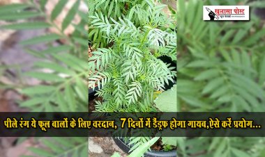 पीले रंग ये फूल बालों के लिए वरदान, 7 दिनों में डैंड्रफ होगा गायब,ऐसे करें प्रयोग...