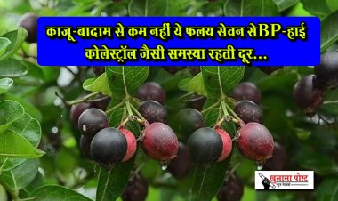 काजू-बादाम से कम नहीं ये फल; सेवन से BP-हाई कोलेस्ट्रॉल जैसी समस्या रहती दूर...
