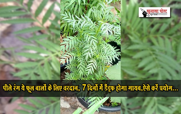पीले रंग ये फूल बालों के लिए वरदान, 7 दिनों में डैंड्रफ होगा गायब,ऐसे करें प्रयोग...