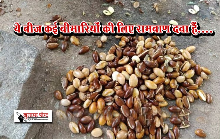 ये बीज कई बीमारियों की लिए रामबाण दवा हैं....