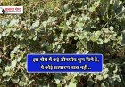 इस पौधे में कई औषधीय गुण छिपे हैं, ये कोई साधारण घास नहीं..