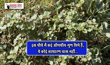 इस पौधे में कई औषधीय गुण छिपे हैं, ये कोई साधारण घास नहीं..