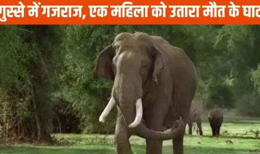 हाथियों का आतंक, मॉर्निंग वॉक पर निकली महिला को दंतैल हाथी ने पटका, घायल युवती की इलाज के दौरान मौत