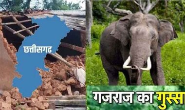 छत्तीसगढ़ में दंतैल हाथियों का कहर, तीन महिलाओं और बच्ची समेत 7 लोगों की मौत, मरने वालों में एक ही परिवार के 3 लोग, लोगों में दहशत