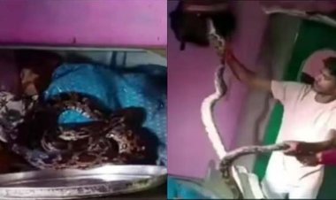 ग्राम तौरेंगा में निकला अजगर सांप, ग्रामीणों की लगी भीड़, पलंग खोलते ही उड़े होश, अंदर कुंडली मारे बैठा था विशालकाय अजगर