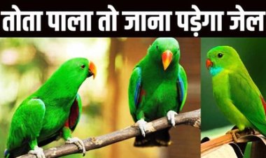 छत्तीसगढ़ में तोता या अन्य पक्षी पालने वालों को हो सकती है जेल, DFO ने दिया 7 दिन का अल्टीमेटम, कहा- चिड़ियाघर में कराएं जमा