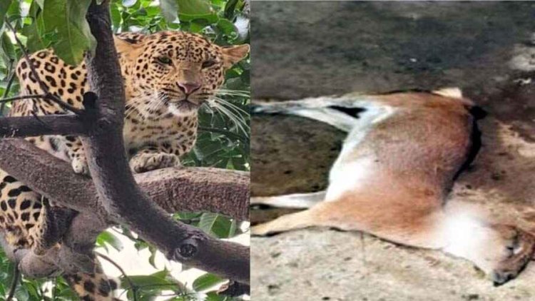 गांव में खूंखार तेंदुए का आतंक, घर में घुसकर तीन बकरों पर किया हमला, दो बकरों की मौत, दूसरे दिन पहुंचा वन अमला, इलाके में दहशत का माहौल