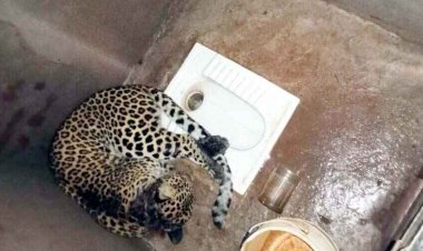 तेंदुआ शौचालय में हो गया कैद, ग्रामीणों में दहशत, मगरमच्छ की सड़क हादसे में मौत, हाथी के डर से स्कुल बंद, सुरक्षा में तैनात बीट गार्ड ड्यूटी से गैरहाजिर