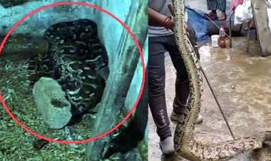 घर के आंगन में बकरी के बच्चे और दो मुर्गियों को निगलकर कुंडली मार बैठ गया अजगर सांप, लोगों के उड़े होश, सर्प मित्रों ने किया रेस्क्यु