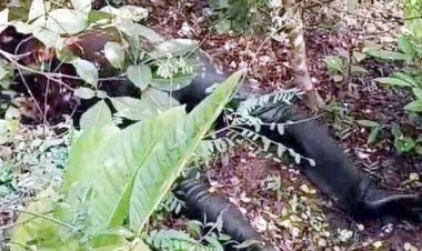 सड़ी गली हालत में जंगल में मिली एक हफ्ते से गायब चालीस वर्षीय व्यक्ति की लाश, खुदकुशी या कुछ और जांच में जुटी पुलिस