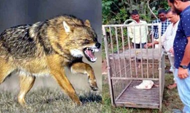 गांव में घुसे 100 से ज्यादा हाथियों के दल को एकजुट होकर खदेड़ने पहुंचे ग्रामीण, सियार ने 9 ग्रामीणों को किया घायल, वन विभाग ने लगाया पिंजरा