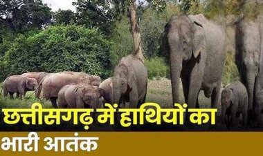 मशरुम तोड़ने जंगल गए दिव्यांग ग्रामीण युवक को तीन हाथियों ने पटक-पटक कर उतारा मौत के घाट, पसरा मातम, इलाके में फैली दहशत