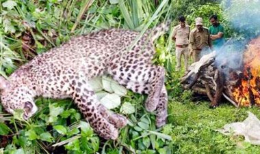 अज्ञात वाहन की ठोकर से तेंदुए के शावक की मौत, गांव के खेत में मृत अवस्था में मिला तेंदुआ का डेढ़ साल का बच्चा, जांच में जुटी पुलिस