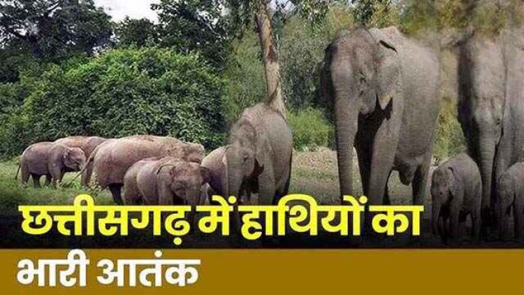 मशरुम तोड़ने जंगल गए दिव्यांग ग्रामीण युवक को तीन हाथियों ने पटक-पटक कर उतारा मौत के घाट, पसरा मातम, इलाके में फैली दहशत