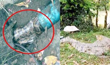 किचन की पाइपलाइन से निकला 7 फीट लंबा विशाल अजगर, चूहों का शिकार कर घुसा था अंदर, खेत में दिखा मगरमच्छ, किसान के उड़े होश, मचा हड़कंप