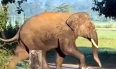 दल से बिछड़े दंतैल हाथी ने नेशनल हाईवे में बीच सड़क पर लगाया जाम, आवाजाही बन्द, अकेले होने की वजह से आक्रामक होने का खतरा