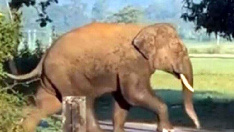 दल से बिछड़े दंतैल हाथी ने नेशनल हाईवे में बीच सड़क पर लगाया जाम, आवाजाही बन्द, अकेले होने की वजह से आक्रामक होने का खतरा