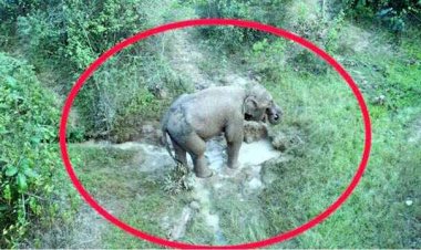 पोटाश बम के चपेट में आने से जंगली हाथी हुआ घायल, मचा हड़कंप, ट्रेस कैमरा के जरिए लगातार वन विभाग कर रहा निगरानी, एलर्ट जारी