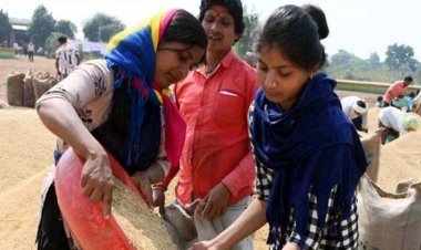 छत्तीसगढ़ में धान खरीदी में संकट, 13 हजार कर्मचारी हड़ताल पर और राइस मिलर्स का भी विरोध जारी, किसानों की बढ़ी परेशानी