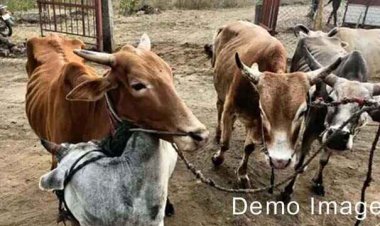 महासमुंद में मवेशियों को कत्लखाने ले जाते तीन तस्करों को पुलिस ने रंगे हाथ गिरफ्तार कर भेजा जेल, कई मवेशी बरामद