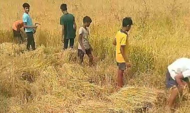 शिक्षा विभाग की खुली पोल, आश्रम के बच्चों से खेतों में कराई मजदूरी, वीडियो हुआ वायरल, कलेक्टर ने अधीक्षक रमेश को किया सस्पेंड