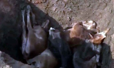 गौठान में 10 गायों भूख-प्यास से गई जान, चारे-पानी की भी व्यवस्था नहीं, प्रबंधक बोले- झिल्लियां खा गईं, प्रशासन भी नहीं दे रहा ध्यान