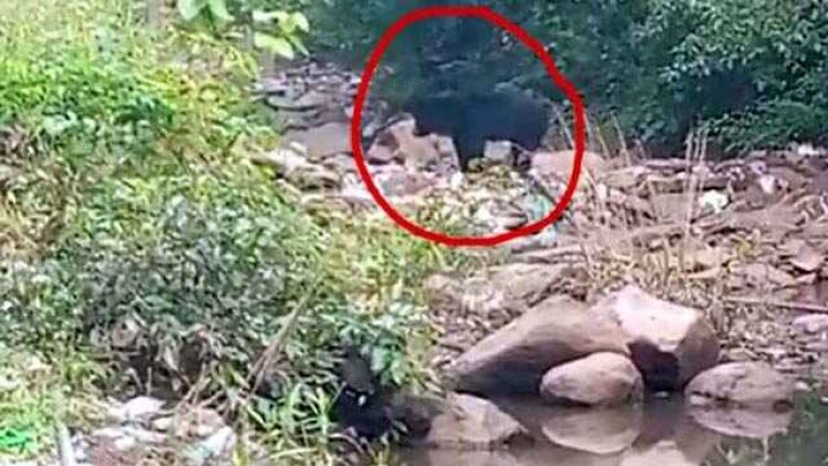 भोजन की तलाश में घटारानी मंदिर में पहुंचे जंगली भालू, देखने के लिए उमड़ी लोगों की भीड़, पेड़ लगायें, वनों और वन्य प्राणीयो का करें संरक्षण