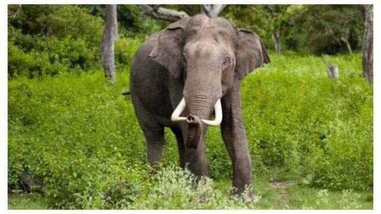 घर में सो रहे परिवार पर हाथी ने किया हमला, कुचलने से दो बच्चों की मौत गजराज के हमले में माता-पिता के सामने बच्चों ने तोड़ा दम