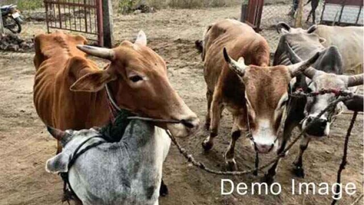 महासमुंद में मवेशियों को कत्लखाने ले जाते तीन तस्करों को पुलिस ने रंगे हाथ गिरफ्तार कर भेजा जेल, कई मवेशी बरामद