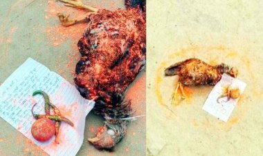 घर के बाहर पड़ी मिली सिंदूर से रंगी मरी हुई काली मुर्गी, नींबू, मिर्ची और धमकी भरा पत्र, काला जादू के शक से इलाके में मचा हड़कंप