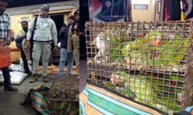 रायपुर रेलवे स्टेशन में पकड़ाया तोता तस्कर, दुर्ग विशाखापट्टनम एक्सप्रेस से 105 हीरामन तोते लेकर पहुंचा रायपुर, आरोपी गिरफ्तार
