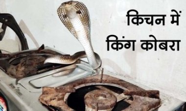 रसाेई के गैस चूल्हे में फन फैलाए बैठा 5 फीट लंबा किंग कोबरा, चाय बनाने गई महिला के उड़े होश, घर में मचा हड़कंप, पहुंची स्नेक रेस्क्यू टीम