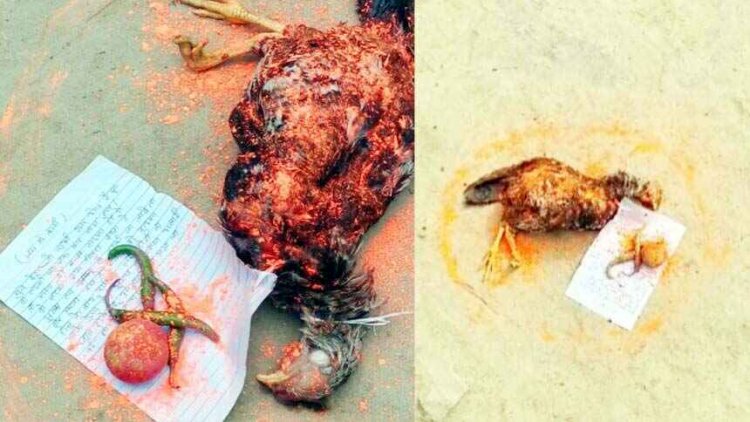 घर के बाहर पड़ी मिली सिंदूर से रंगी मरी हुई काली मुर्गी, नींबू, मिर्ची और धमकी भरा पत्र, काला जादू के शक से इलाके में मचा हड़कंप
